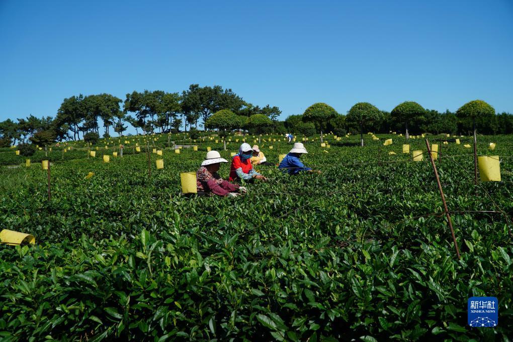 凤凰平台注册码